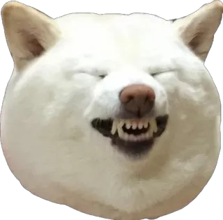 пусич telegram stickers