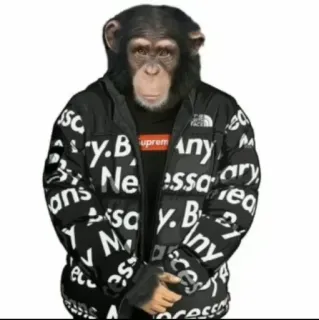 🥶 małpa, człekokształtna, drip, kurtka, mem, styl telegram sticker
