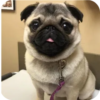 🐶 telegram sticker