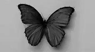 🌺 butterfly, insect, nature, black and white, wings, morpho whatsapp sticker