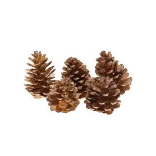 🌰 松果, 自然, 秋天, 秋天, 装饰, 锥 telegram sticker