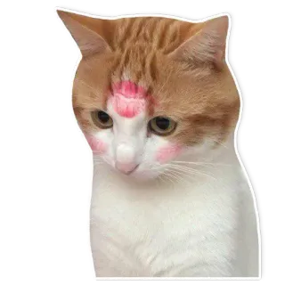😘 gato, mascota, gatito, lindo, animal, gato doméstico, mamífero telegram sticker