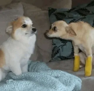 🐶 hunde, tiere, haustiere, corgi, chihuahua, süß telegram sticker