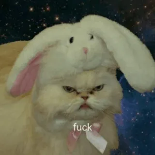 🐱 fuck 猫, 兔子, 动物, 宠物, 冒犯 telegram sticker