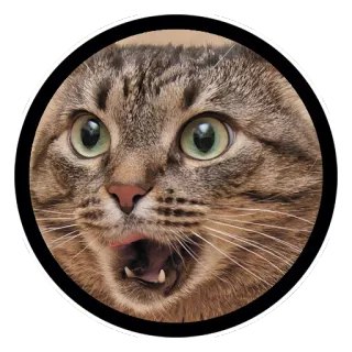 😲 gato, engraçado, meme, chocado, surpreso, animal, animal doméstico, animal de estimação telegram sticker