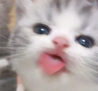 😹 котенок, кот, животное, питомец, милый, язык, очаровательный, кошачий whatsapp sticker