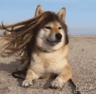 🙂 anjing, shiba inu, wig, angin, lucu, hewan peliharaan whatsapp sticker