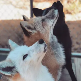 🦊 whatsapp sticker