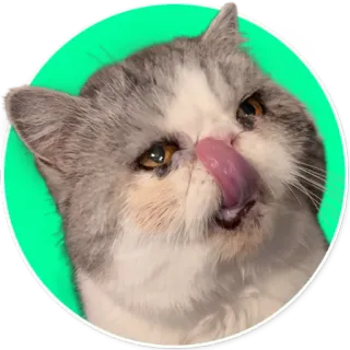 😋 gato, animal de estimação, animal, adesivo, gato doméstico, língua, engraçado telegram sticker