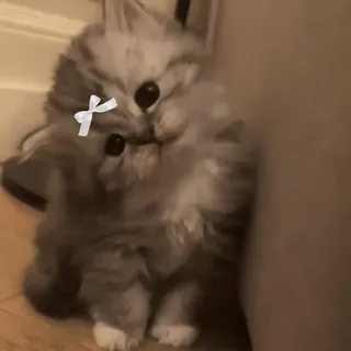 💜 子猫, 猫, 動物, かわいい, ペット, ネコ, ふわふわ whatsapp sticker