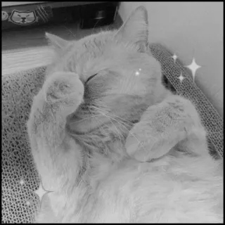 💮 gatto, dormire, carino, animale, animale domestico, animale da compagnia telegram sticker