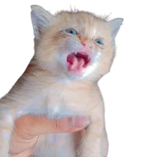 😒 gatinho, gato, animal de estimação, animal, fofo, felino telegram sticker