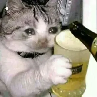 😭 chat, pleurer, bière, boire, animal, mème telegram sticker