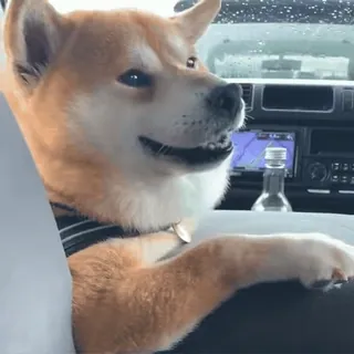😒 Hund, Shiba Inu, Autofahren, Auto, Haustier, Tier telegram sticker