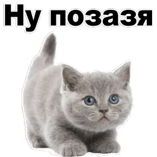 😊 Ну позазя gato, gatinho, fofo, animal, animal de estimação whatsapp sticker