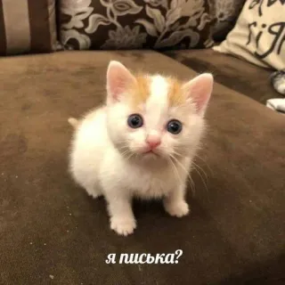 🥺 Я писька? anak kucing, kucing, binatang, imut telegram sticker