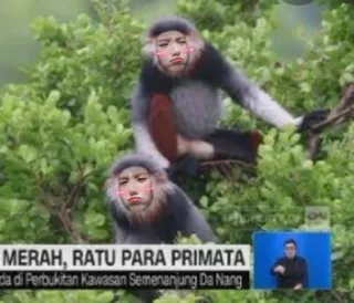 🐵 MERAH, RATU PARA PRIMATA
da di Perbukitan KAWASAN Semenanjung Da Nang monyet, primata, hewan, satwa liar telegram sticker