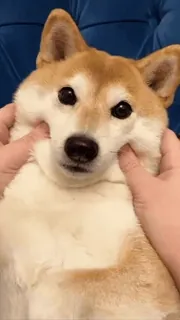 🐕 Hund, Shiba Inu, Haustier, Tier, süß, Knuffige Wangen telegram sticker