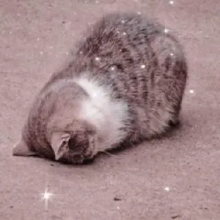 🐱 Katze, Tier, Haustier, schlafend, Katzenartig, Hauskatze telegram sticker