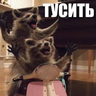 🥳 ТУСИТЬ raccoons, fun, meme, party, animals, scooter, russian telegram sticker