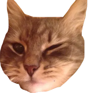 😘 cat, animal, pet, kitten, domestic cat, feline, tabby telegram sticker