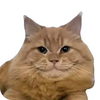 😐 chat, animal, animal de compagnie, orange, chat domestique, mammifère, autocollant telegram sticker