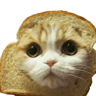 😕 cat, bread, toast, animal, cute, kitten, food telegram sticker
