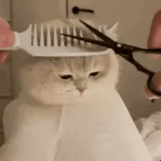 🤟 猫, ヘアカット, グルーミング, ペット, 面白い, 動物, ハサミ, 櫛 whatsapp sticker