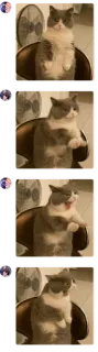 😱 chat, chaise, mème, drôle, animal telegram sticker