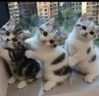 🤔 Katzen, Kätzchen, süß, Tiere, Haustiere telegram sticker