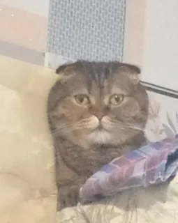 🙂 gato, animal de estimação, animal, gato doméstico, Scottish Fold, felino telegram sticker