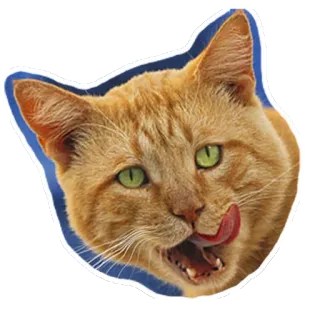 😋 แมว, สัตว์, เลีย, สติกเกอร์, สัตว์เลี้ยง, แมวสีส้ม telegram sticker