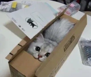 🍑 cat, box, kitten, pet, animal, cute, cardboard, domestic cat telegram sticker