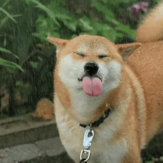 😝 chien, shiba inu, pluie, animal de compagnie, animal, langue, mignon telegram sticker
