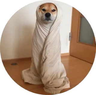 👳 강아지, 시바견, 담요, 귀여운, 웃긴, 동물 telegram sticker