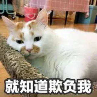 😭 就知道欺负我 gato, meme, triste, cansado, animal, lindo telegram sticker