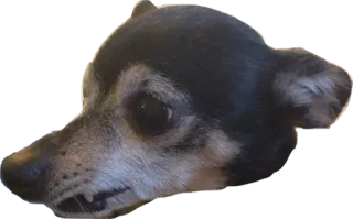 😰 dog, animal, pet, cute, domestic animal, mammal, dog face telegram sticker