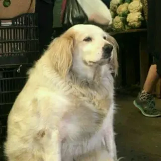 😔 perro, mascota, animal, animal doméstico, mamífero telegram sticker