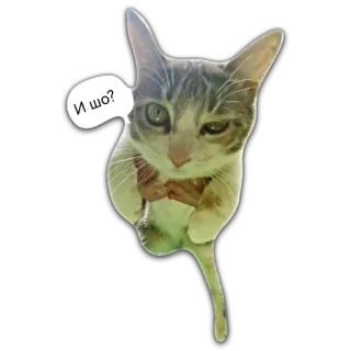 🤨 И шо? Katze, Aufkleber, Haustier, Tier, russisch telegram sticker