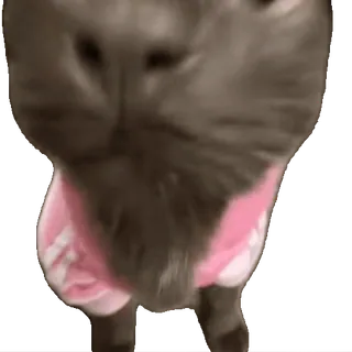 🎉 cat, pet, animal, kitten, cute, domestic cat whatsapp sticker