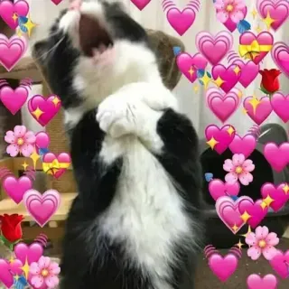 🥰 chat, coeurs, mignon, amour, fleurs telegram sticker