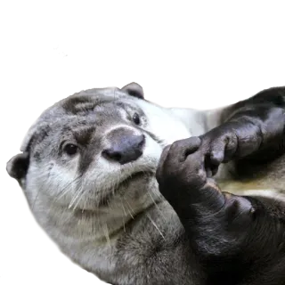 😒 выдра, животное, млекопитающее, дикая природа, милый, смешной, игривый, вода, природа telegram sticker