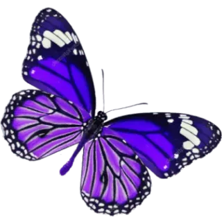 🦋 Vlinder, Paars, Insecten, Natuur, Dier, Mooi telegram sticker