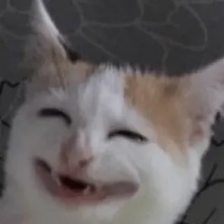😊 cat, kitten, animal, pet, cute, funny, meme telegram sticker