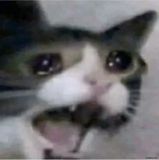 🐈 gatto, animale, mammifero, meme, triste, piangendo whatsapp sticker