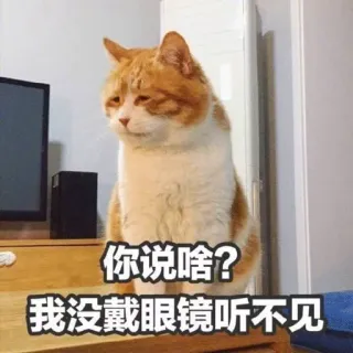 🙉 你说啥？
我没戴眼镜听不见 gato, óculos, meme, engraçado, gato laranja whatsapp sticker