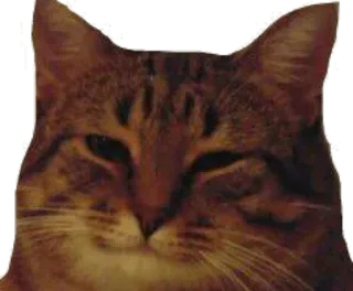 😊 고양이, 동물, 애완동물, 밈 telegram sticker