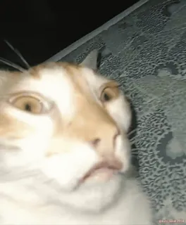 🥶 chat, drôle, animal, animal de compagnie, mème, idiot whatsapp sticker