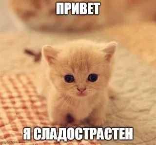 🫦 ПРИВЕТ Я СЛАДОСТРАСТЕН telegram sticker