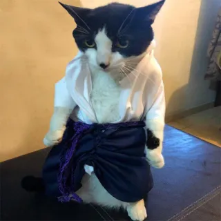 😐 cat, tuxedo cat, pet, animal, cute, costume telegram sticker